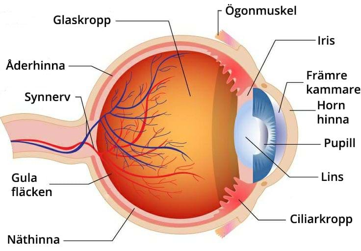Ögats uppbyggnad